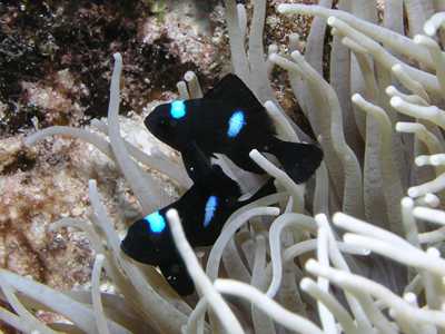 Three spot dascyllus